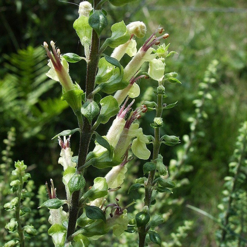 Puriri Lane | Teucrium scorodonia | Crispum Marginatum