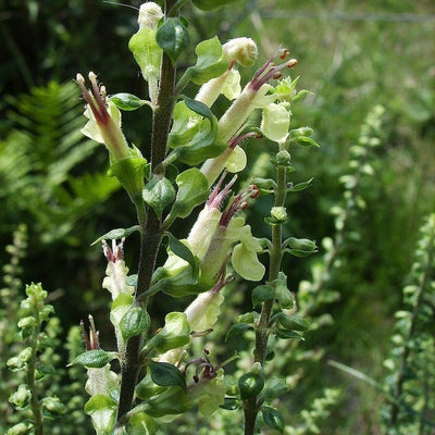 Puriri Lane | Teucrium scorodonia | Crispum Marginatum