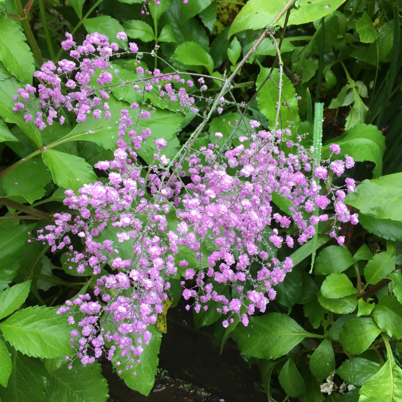Puriri Lane | Thalictrum | Hewitts Double