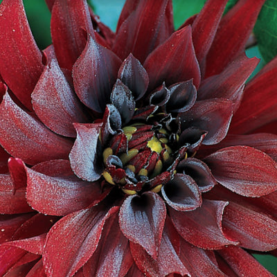 Puriri Lane | The Bold & Brilliant Garden | Sarah Raven