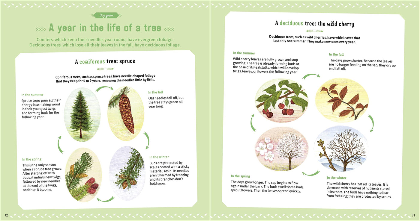 Puriri Lane | The Book Of Amazing Trees | Nathalie Tordjman