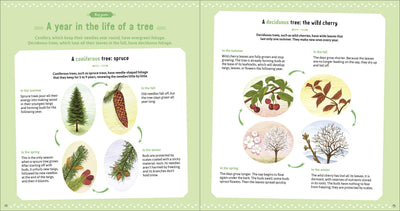 Puriri Lane | The Book Of Amazing Trees | Nathalie Tordjman