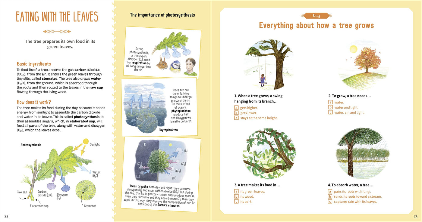 Puriri Lane | The Book Of Amazing Trees | Nathalie Tordjman