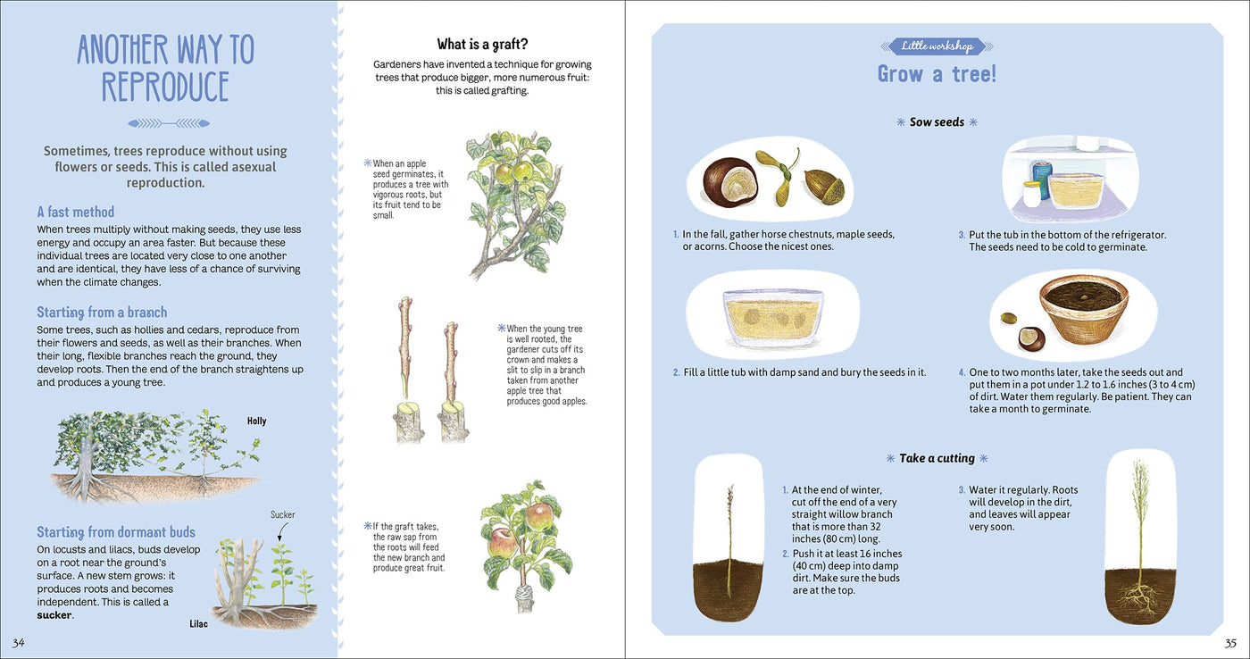 Puriri Lane | The Book Of Amazing Trees | Nathalie Tordjman