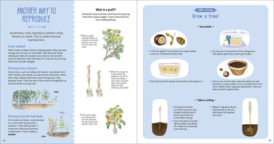Puriri Lane | The Book Of Amazing Trees | Nathalie Tordjman