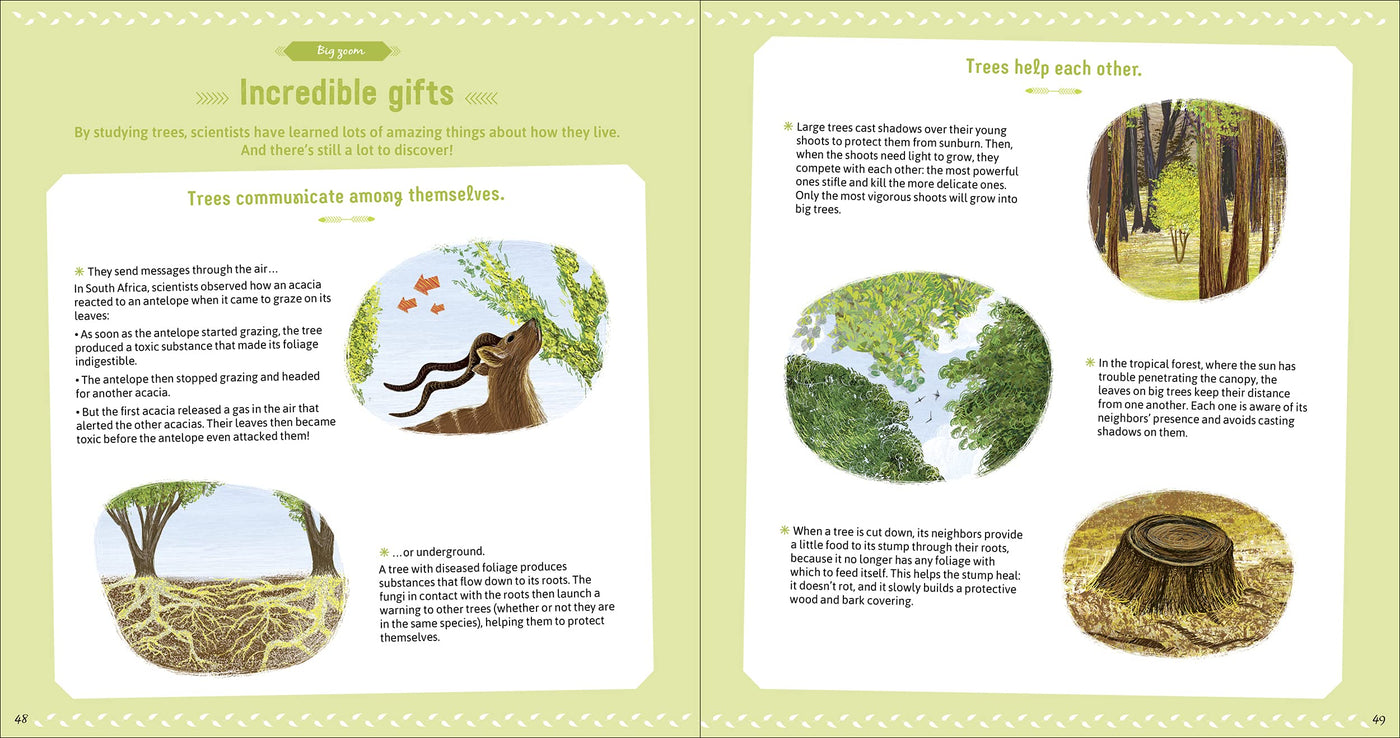 Puriri Lane | The Book Of Amazing Trees | Nathalie Tordjman