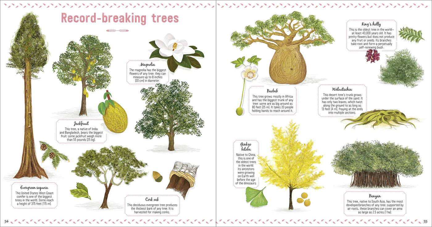 Puriri Lane | The Book Of Amazing Trees | Nathalie Tordjman