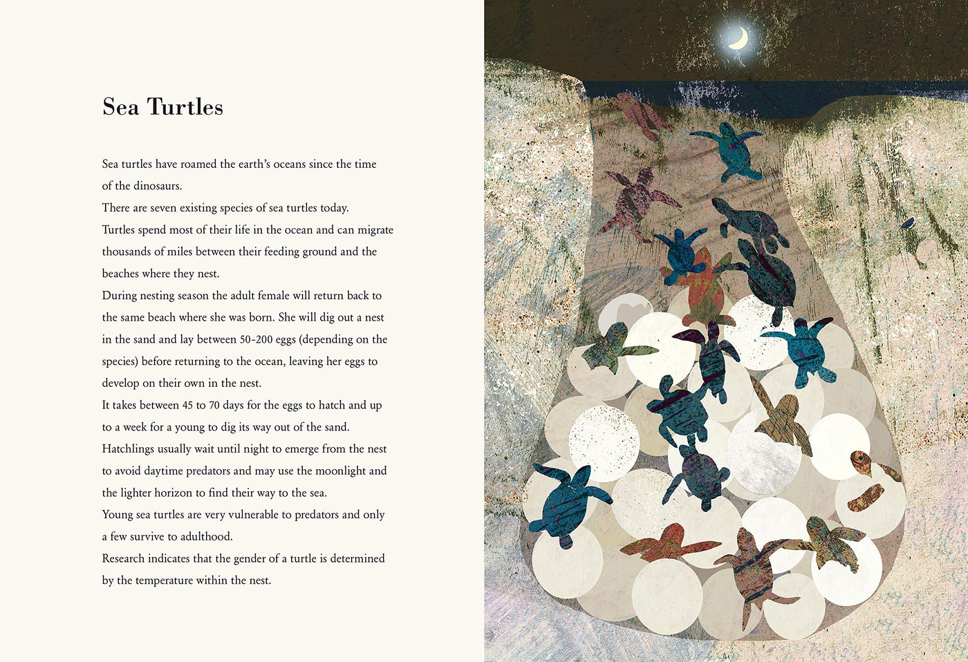 Puriri Lane | The Egg | Britta Teckentrup