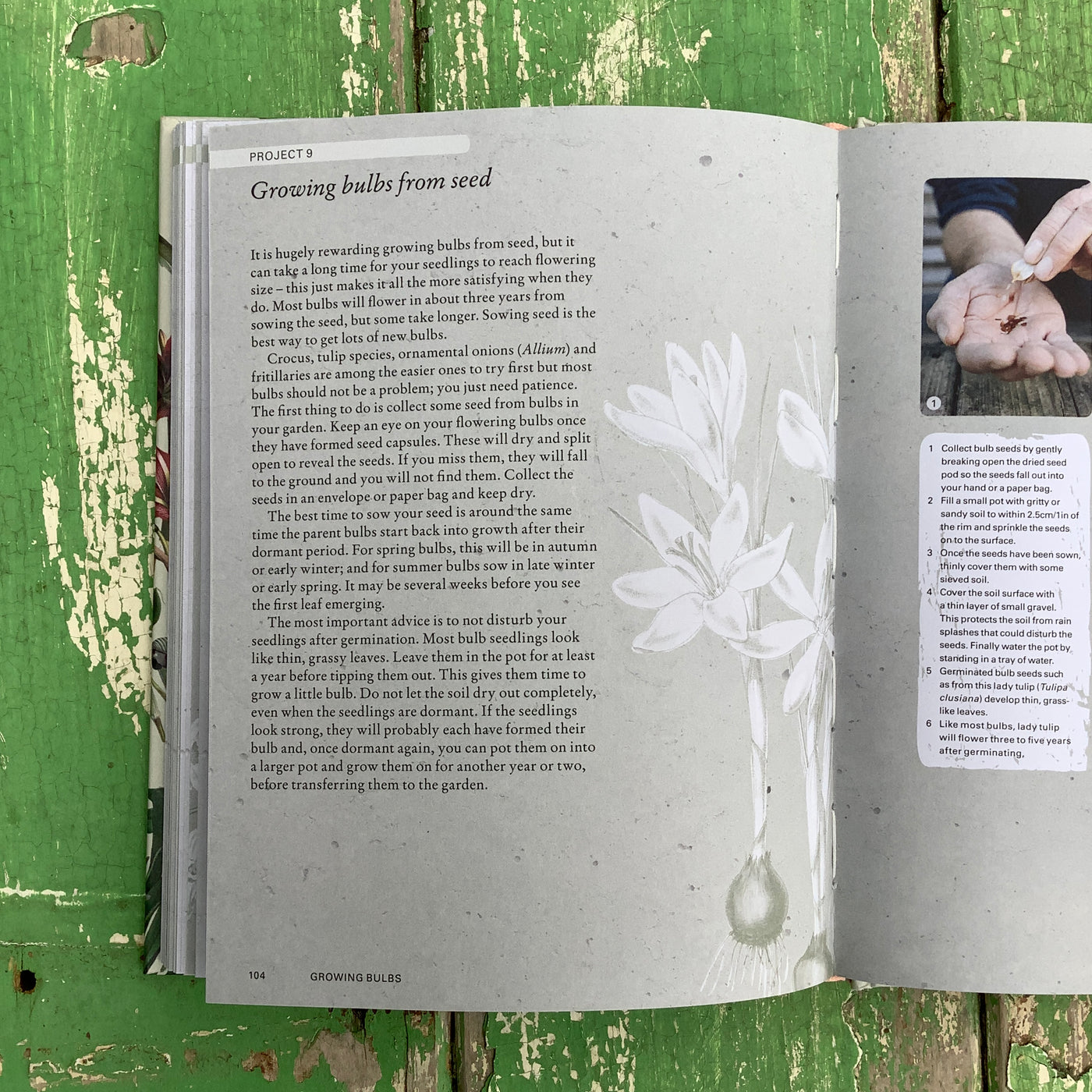 Puriri Lane | The Kew Gardeners Guide to Growing Bulbs