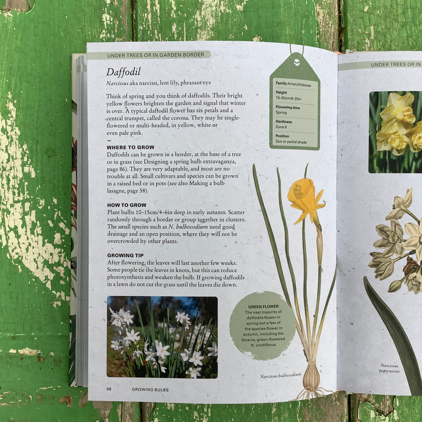 Puriri Lane | The Kew Gardeners Guide to Growing Bulbs