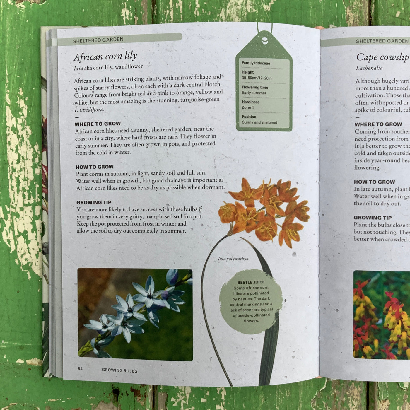 Puriri Lane | The Kew Gardeners Guide to Growing Bulbs