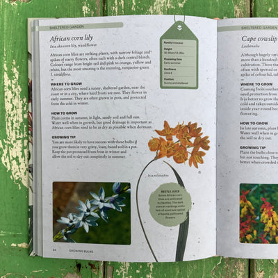 Puriri Lane | The Kew Gardeners Guide to Growing Bulbs