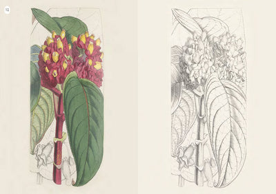 Puriri Lane | Kew Gardens Enchanting Colouring Book