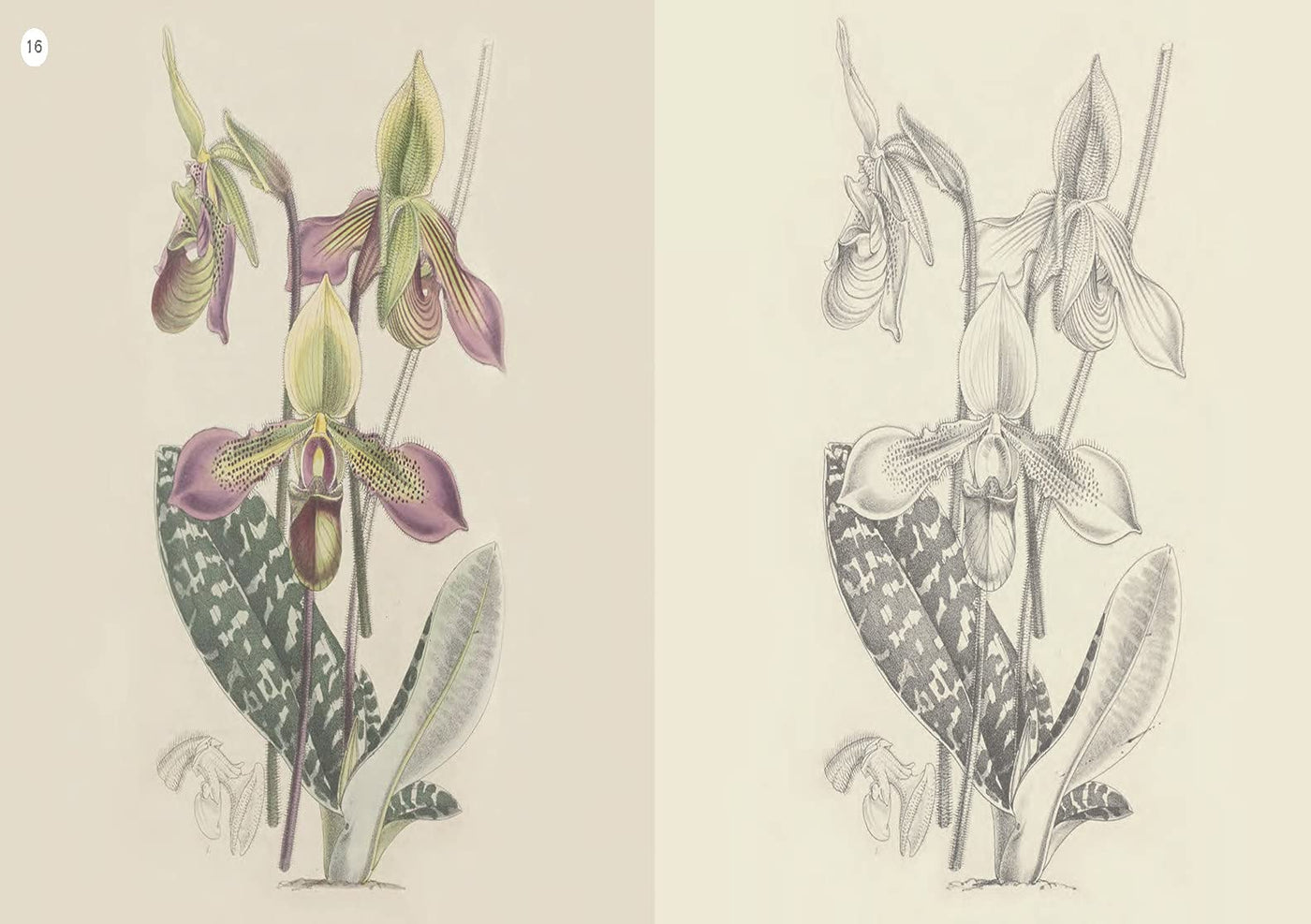 Puriri Lane | Kew Gardens Enchanting Colouring Book