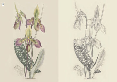 Puriri Lane | Kew Gardens Enchanting Colouring Book