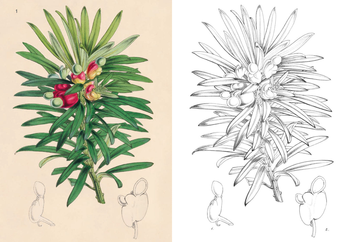 Puriri Lane | Kew Gardens Enchanting Colouring Book