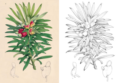 Puriri Lane | Kew Gardens Enchanting Colouring Book