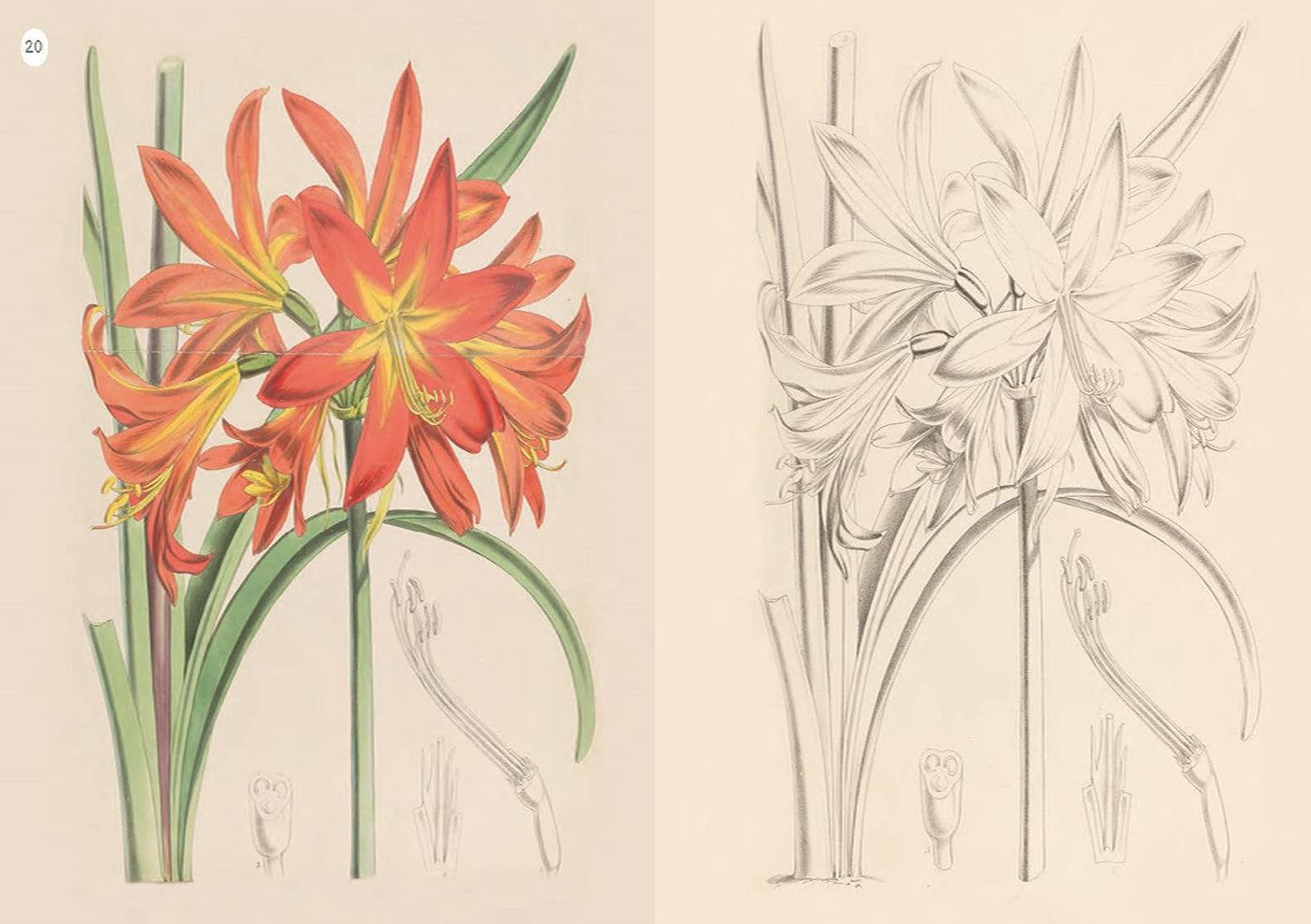 Puriri Lane | Kew Gardens Enchanting Colouring Book