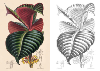 Puriri Lane | Kew Gardens Enchanting Colouring Book