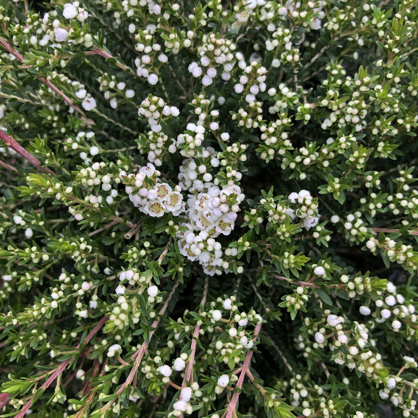 Puriri Lane | Thyrptomene saxicola | Super-Nova
