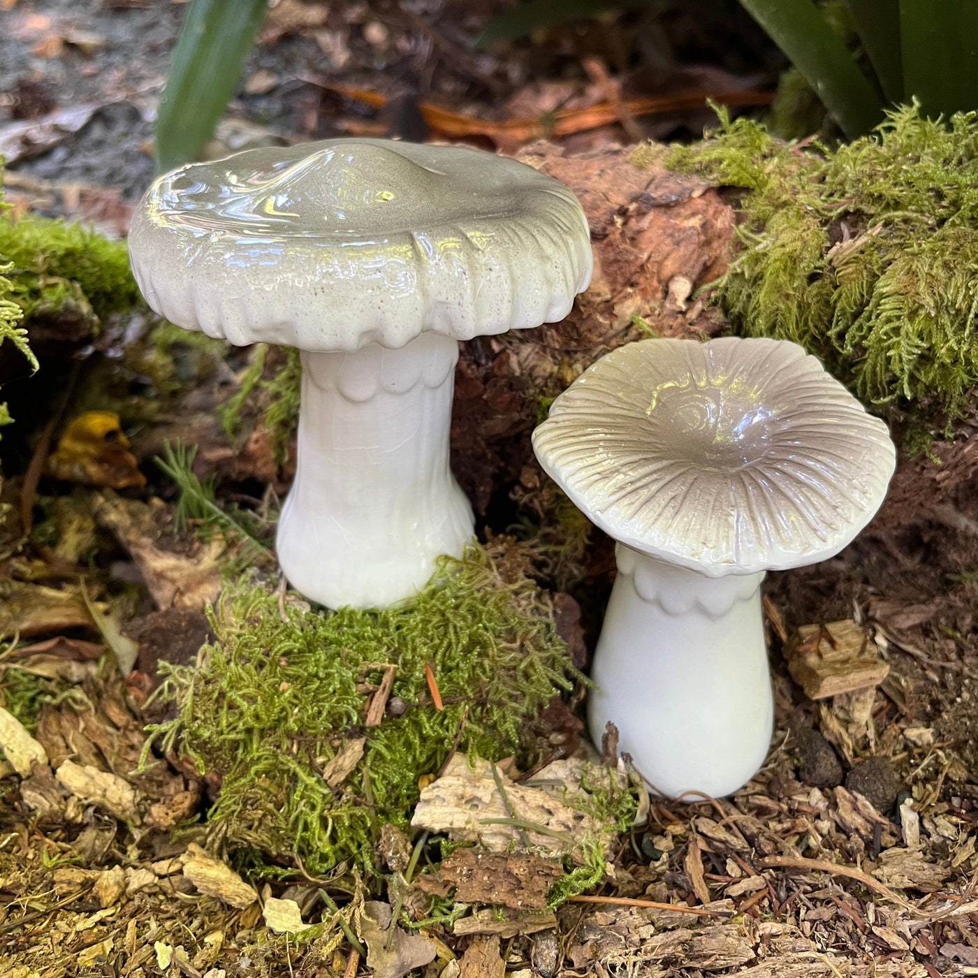 Puriri Lane | Toadstools | Set of 2