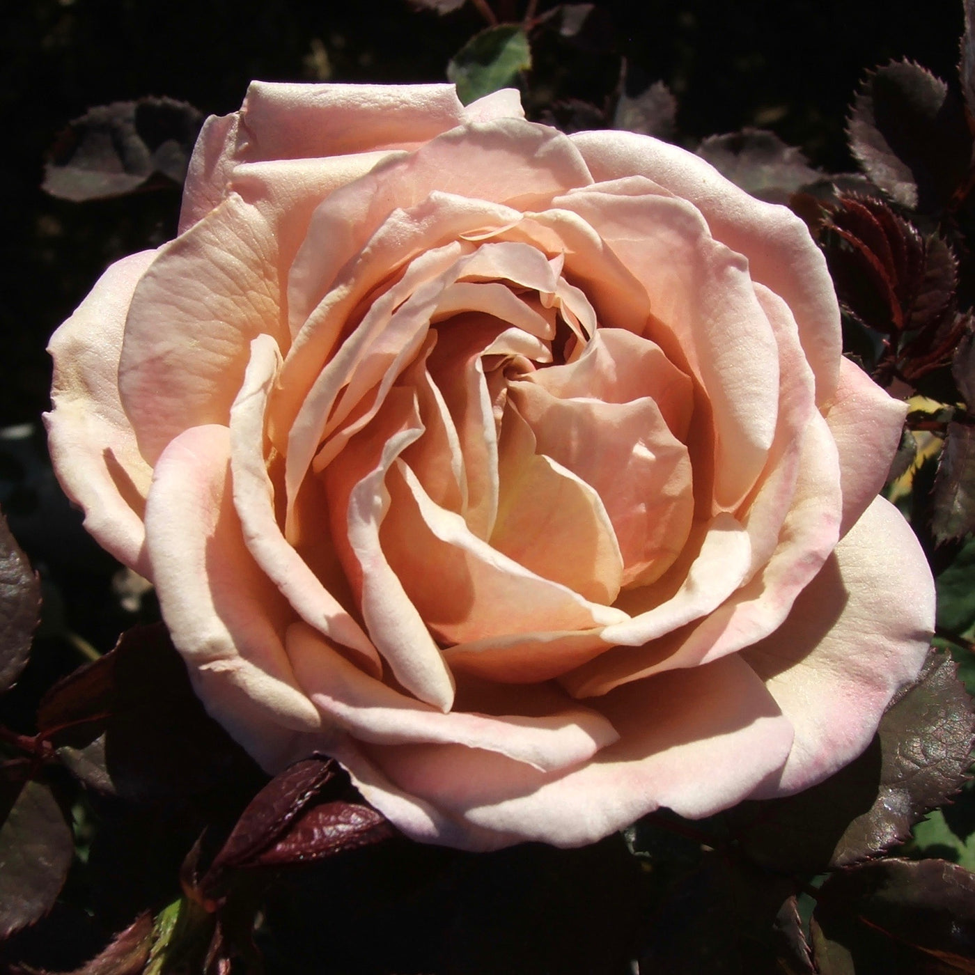 ARS 120EU-R | Rose Pruning Secateurs