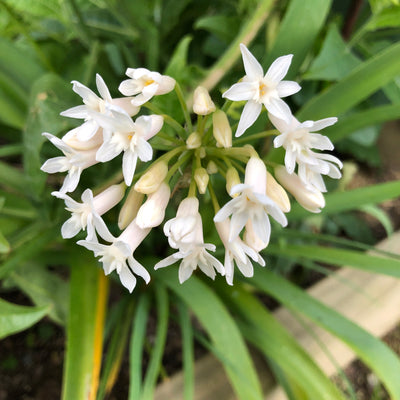 Puriri Lane | Tulbaghia simmleri | Alba