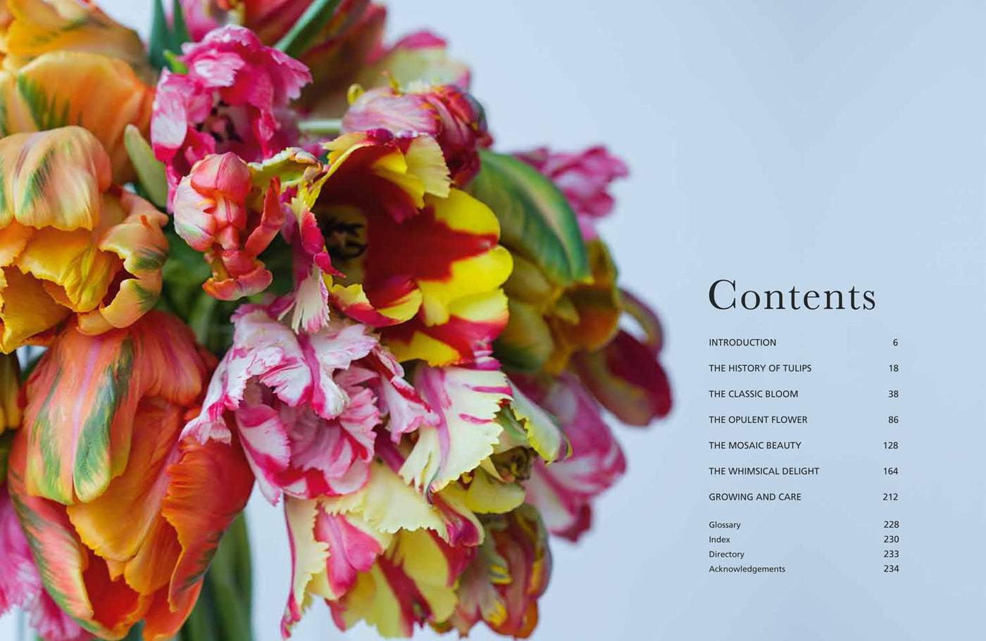 Puriri Lane | Tulips | Beautiful Varieties For Home & Garden | Jane E