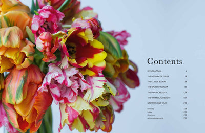 Puriri Lane | Tulips | Beautiful Varieties For Home & Garden | Jane E