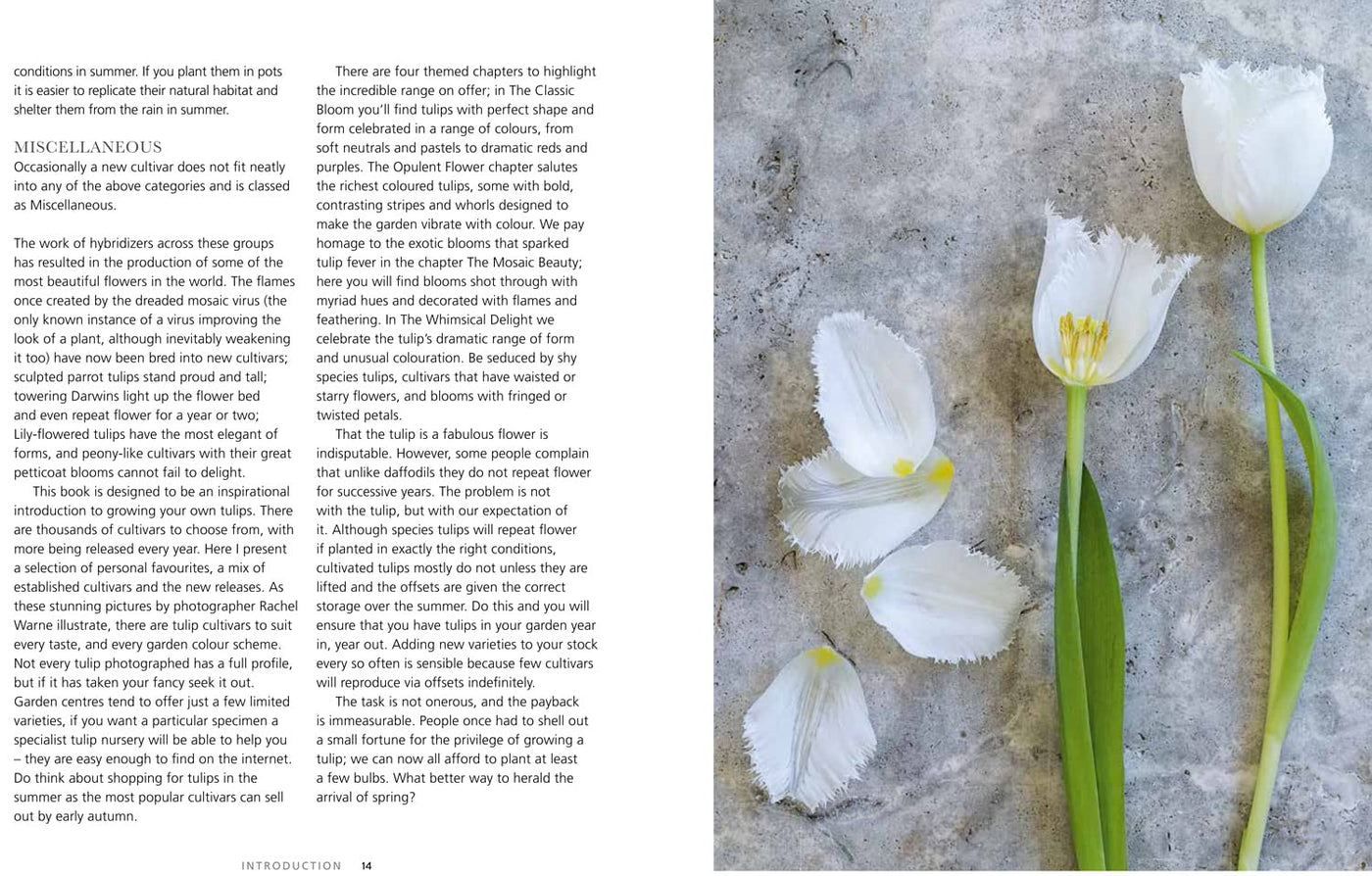 Puriri Lane | Tulips | Beautiful Varieties For Home & Garden | Jane E