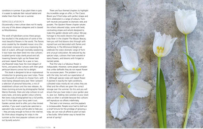 Puriri Lane | Tulips | Beautiful Varieties For Home & Garden | Jane E