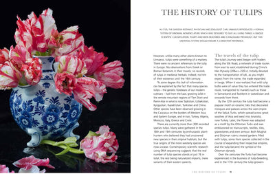 Puriri Lane | Tulips | Beautiful Varieties For Home & Garden | Jane E