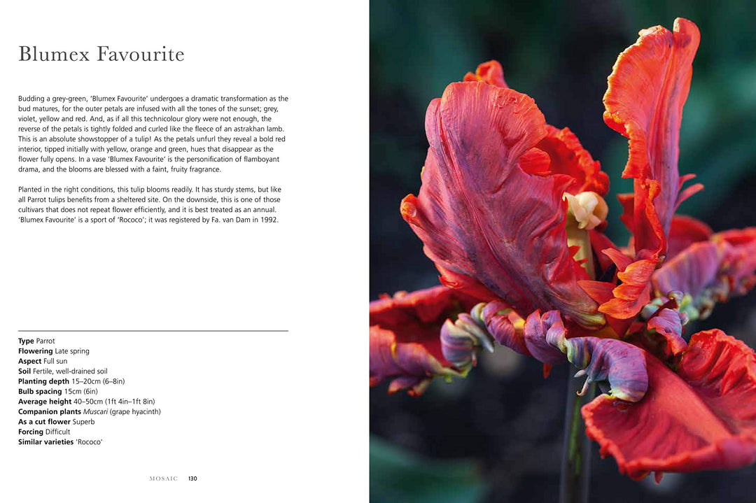 Tulips | Beautiful Varieties For Home & Garden | Jane Eastoe
