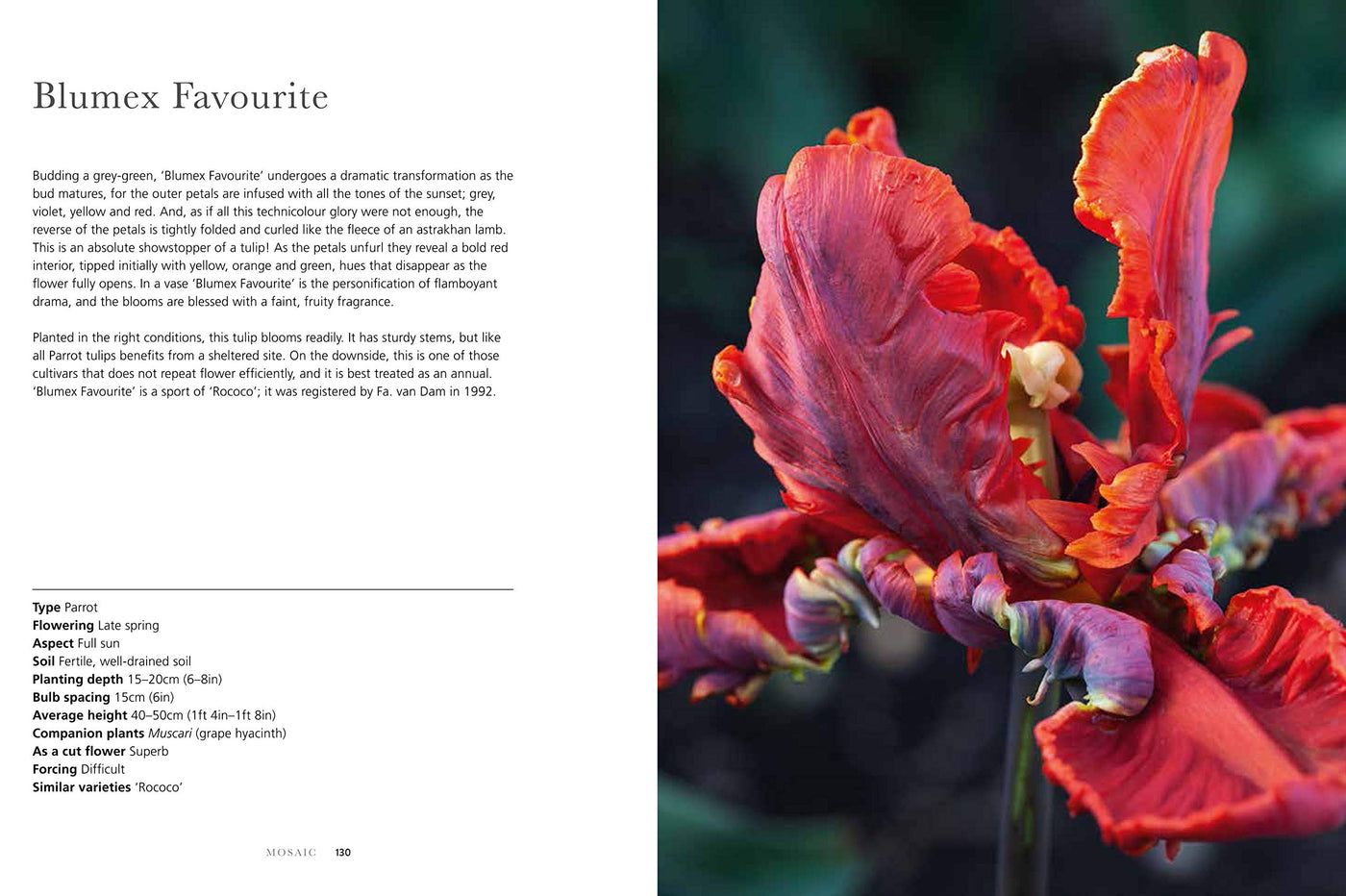 Puriri Lane | Tulips | Beautiful Varieties For Home & Garden | Jane E