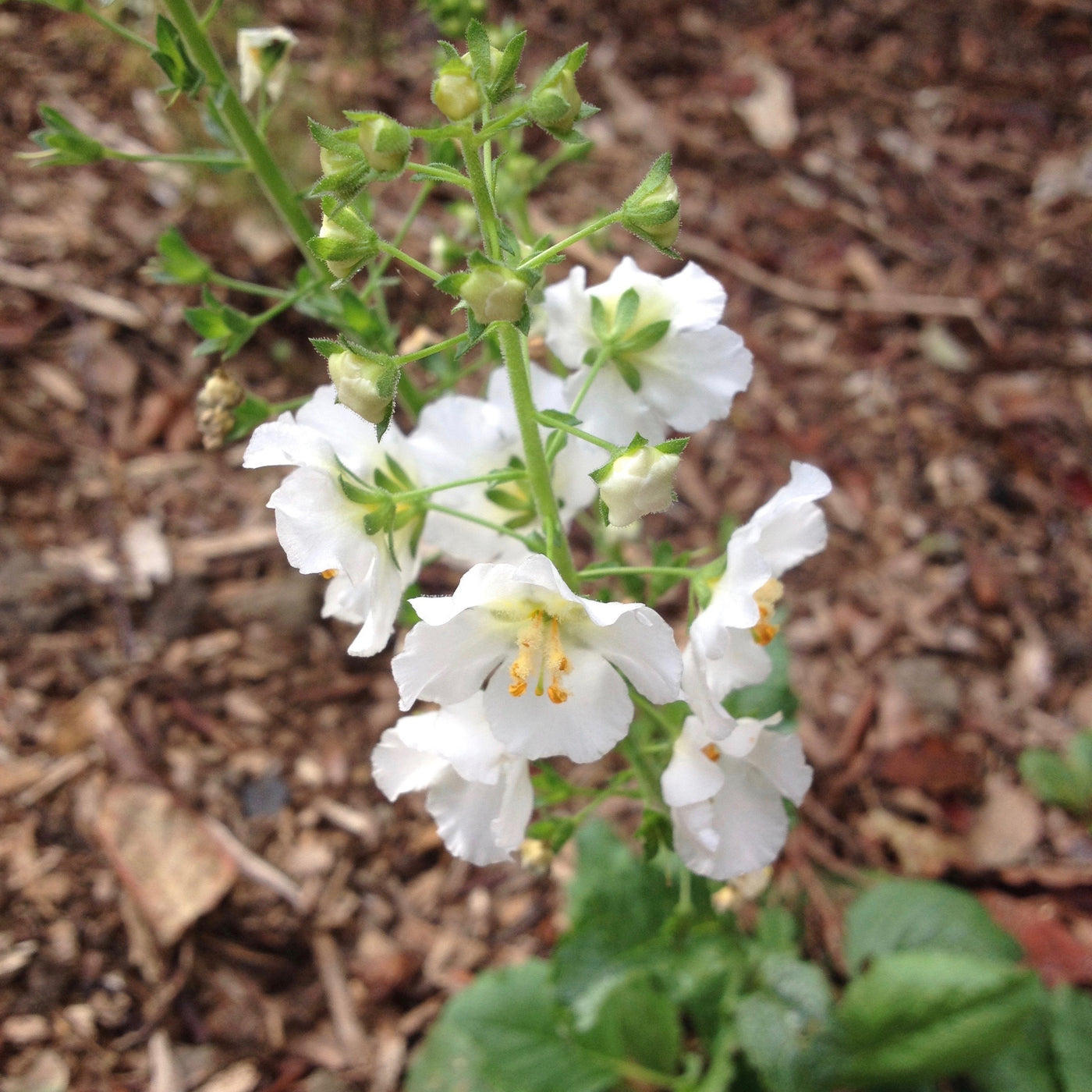 Puriri Lane | Verbascum phoeniceum | Flush of White