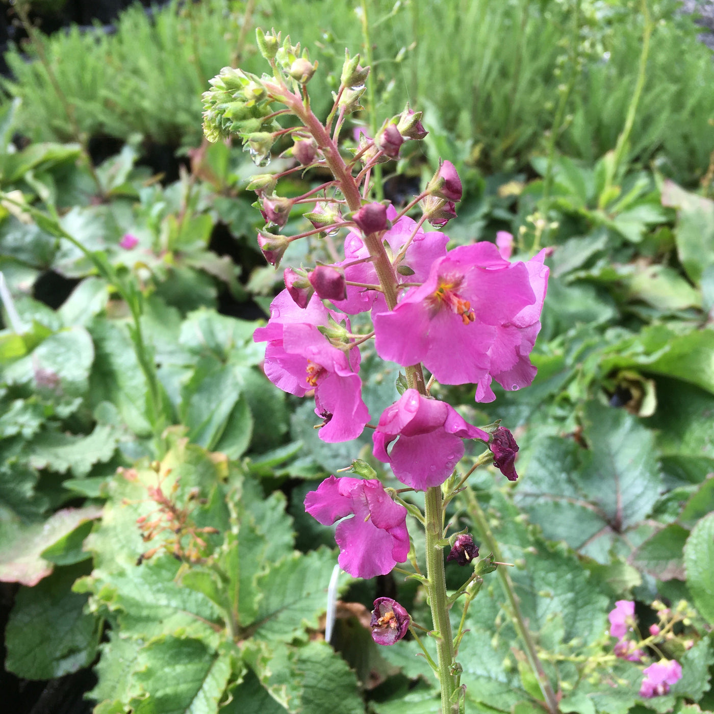 Puriri Lane | Verbascum phoeniceum | Rosetta