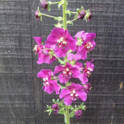 Puriri Lane | Verbascum phoeniceum | Rosetta