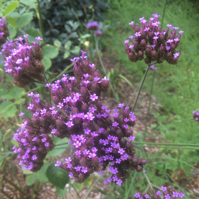 Puriri Lane | Verbena bonariensis
