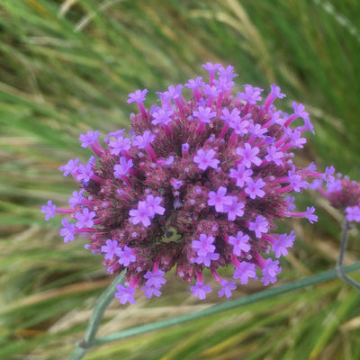 Puriri Lane | Verbena bonariensis