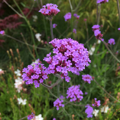 Puriri Lane | Verbena bonariensis