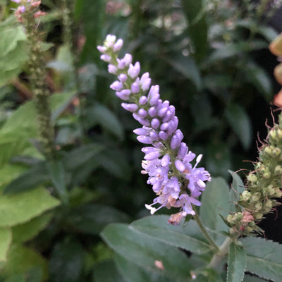 Puriri Lane | Veronica longifolia | Blue Shades