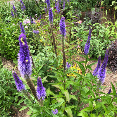 Puriri Lane | Veronica longifolia | Blue Shades