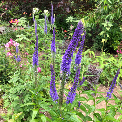 Puriri Lane | Veronica longifolia | Blue Shades