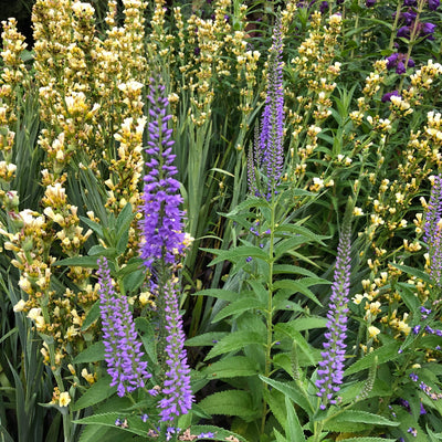 Puriri Lane | Veronica longifolia | Blue Shades