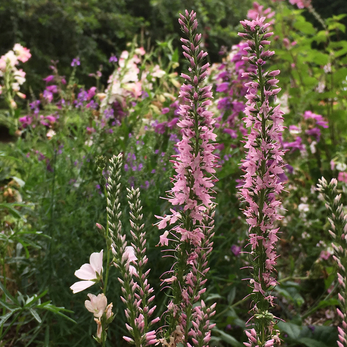 Puriri Lane | Veronica longifolia | Pink Shades