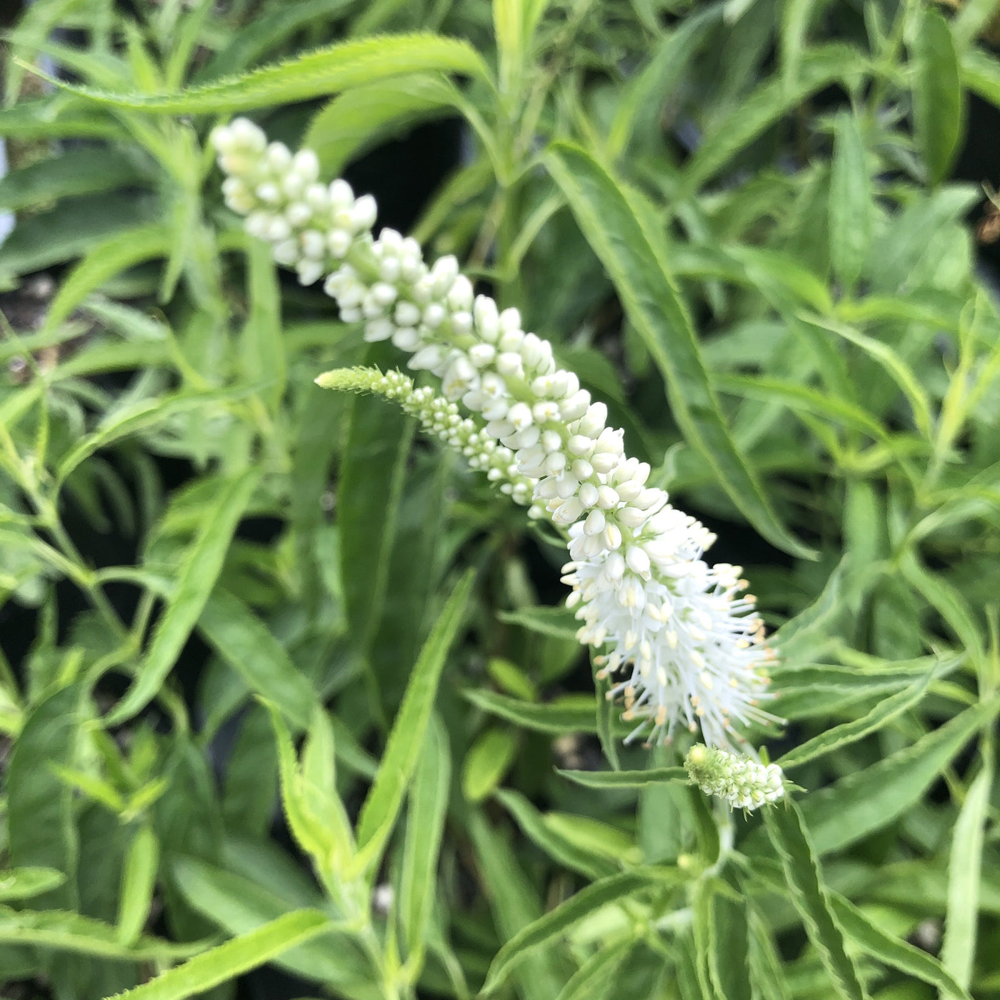 Puriri Lane | Veronica longifolia | Alba