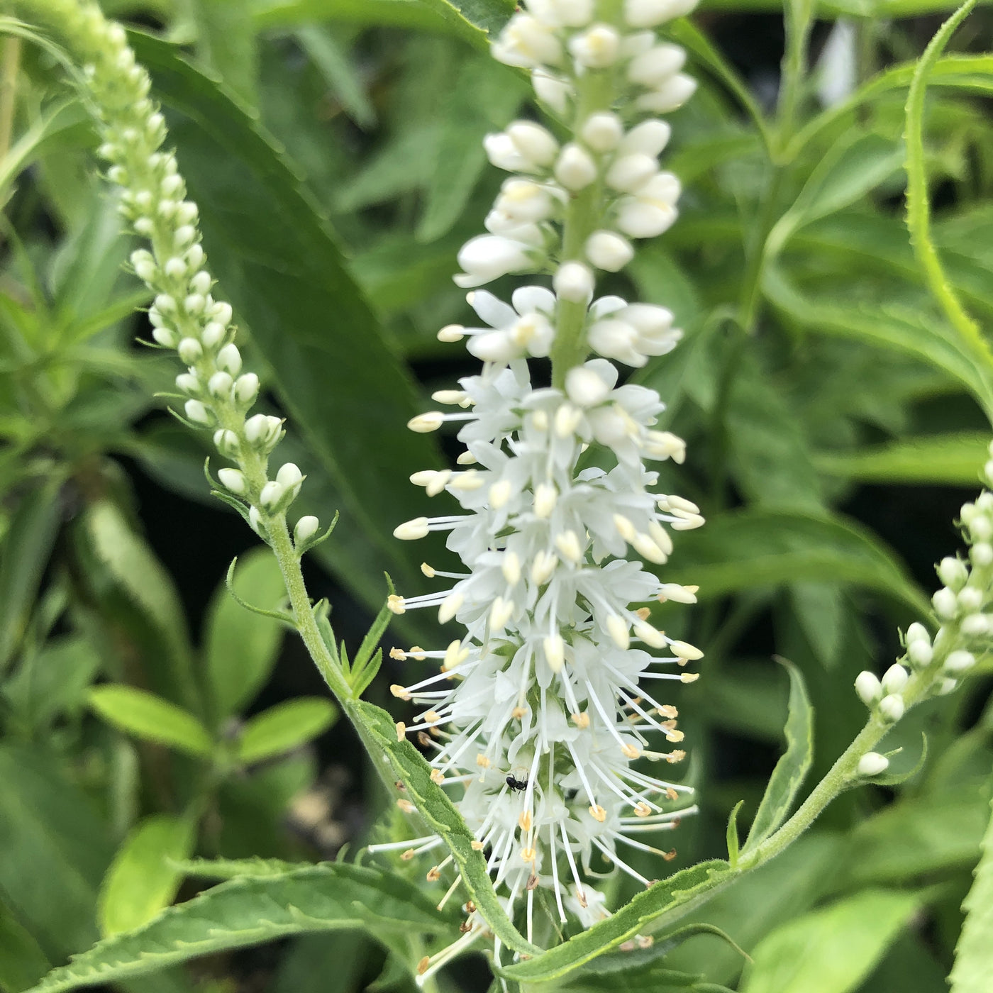 Puriri Lane | Veronica longifolia | Alba