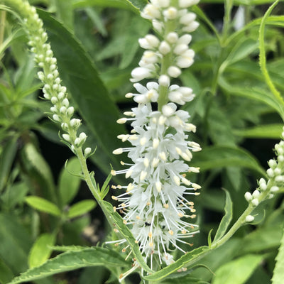 Puriri Lane | Veronica longifolia | Alba