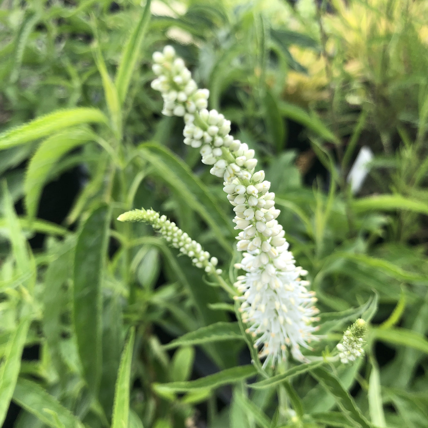 Puriri Lane | Veronica longifolia | Alba