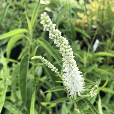 Puriri Lane | Veronica longifolia | Alba